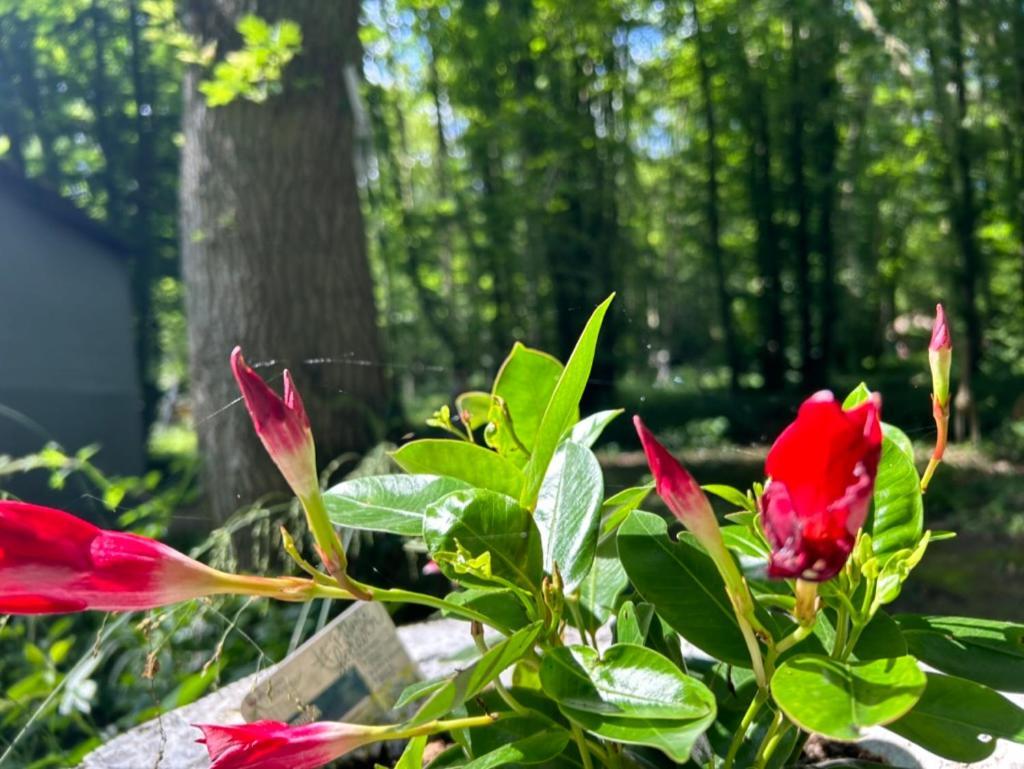 Gites Du Bois Des Perruches Saint-Vincent-des-Bois Zewnętrze zdjęcie